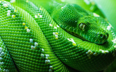 Close up of green tree python
