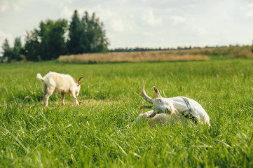 Naklejka na ściany i meble White Goats graze in green grass against the background of trees and the sky.