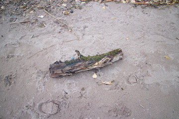 logs by the sea on the beach