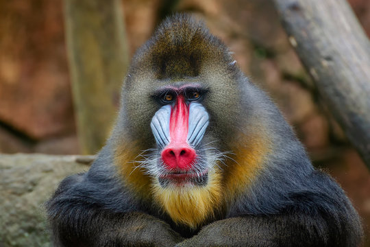 Red Face Baboon Images – Browse 2,257 Stock Photos, Vectors, and Video |  Adobe Stock