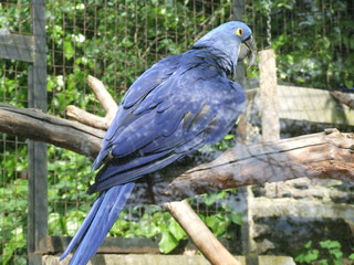 blue parrot in the zoo