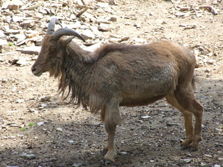 mountain goat