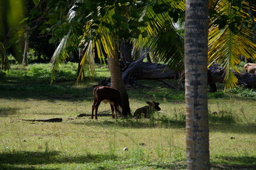Seychelles agriculture with cows