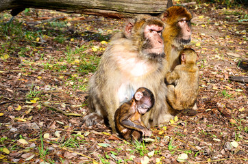 Familie Affe