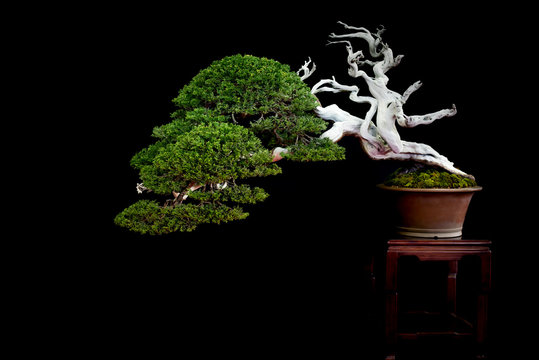 bonsai juniperus squamata 8 Inch Juniper Squamata Bonsai Tree  Bonsai Gifts Nursery