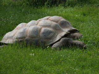 Fototapeta premium huge turtle