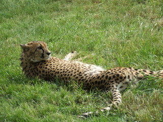 cheetah