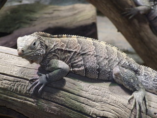 iguana
