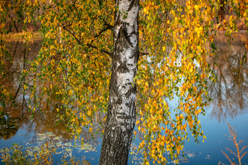 Foliage of a white birch in the autumn evening against the background of the river
