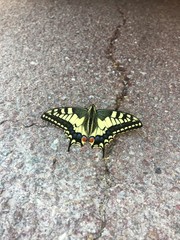 papillon machaon - Papilio machaon