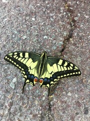 Fototapeta na wymiar Papillon machaon - Papilio machaon 