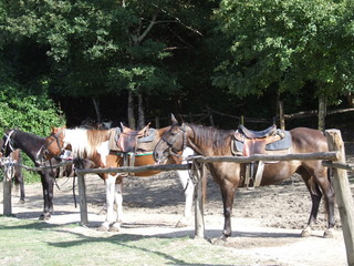 saddled horses on the ranch