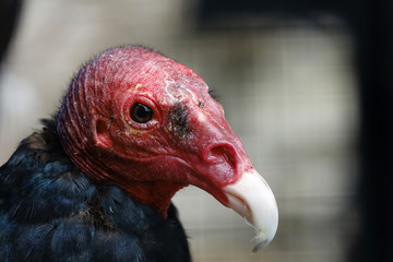 tête d'un Urubu à tête rouge