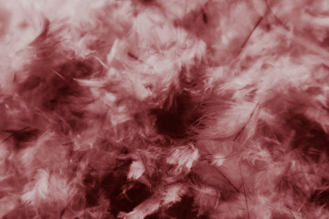 Beautiful abstract white and red feathers on darkness background and colorful soft light red and...