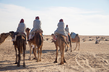 Group of bedouins over dromedary camel walking in the sands