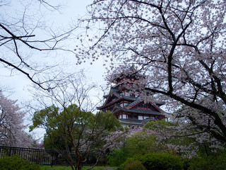 京都_伏見桃山城_桜
