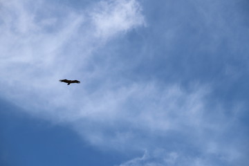 Vautour en vol 