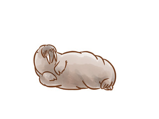 walrus