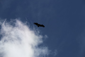 Vautour en vol 