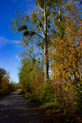 Mistelbaum Herbst