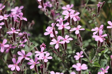 Saponaria ocymoides 
