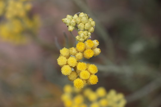 Helichrysum Stoechas