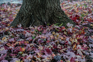 Fallen leaves at the base of a tree trunk.