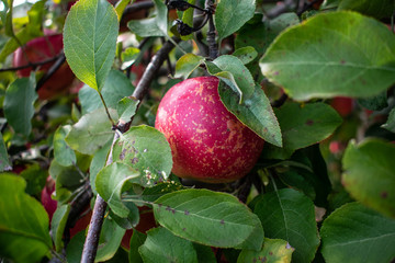 red apples on a tree