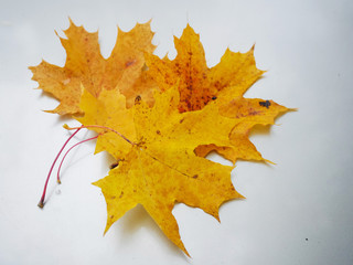 Small pile leafs on a metal surface, Concept autumn, fall season, Yellow and orange color.