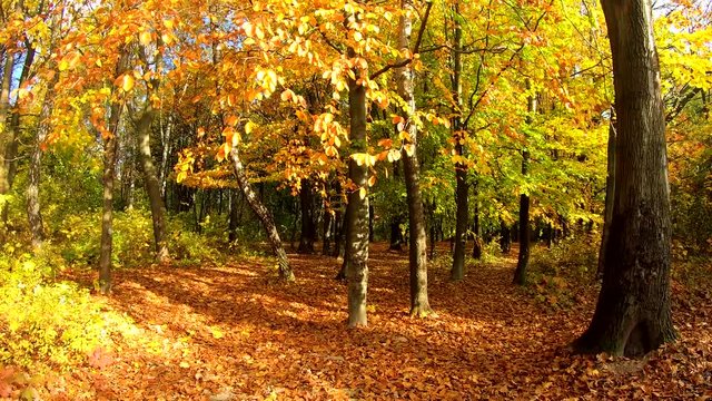 Video footage of autumn landscape with forest in the sunny day