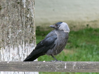 black jackdaw