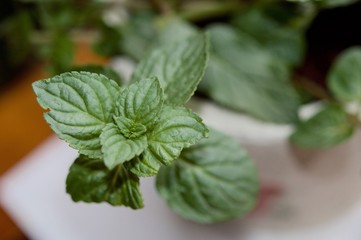 Mint leaves in macro view