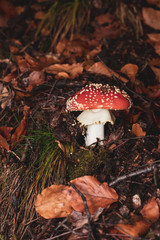mushroom in the forest