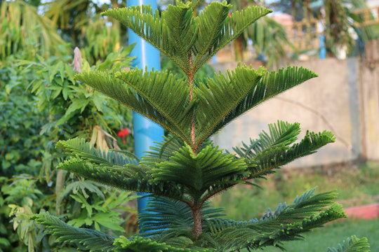Araucaria columnaris,the coral reef araucaria,cock pine,cook araucariais a species of conifer in the family Araucariaceae