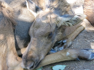 Fototapeta premium elk