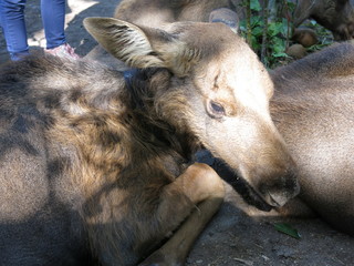 Fototapeta premium elk