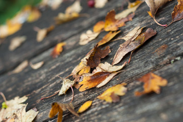 Closeup of autumnal leaves on wooden bench in urban park