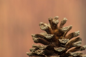 close up of the tip of a pine cone on a light brown background