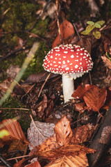 fly agaric mushroom in the forest