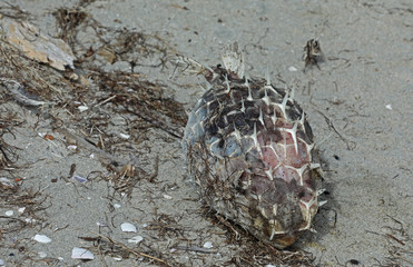 Toter Fisch am Strand