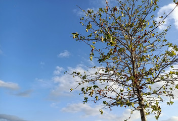 tree with yellow leaves in autumn