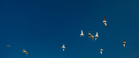 flying gulls birds photography in vivid blue sky natural background freedom concept photography with empty copy space for your text 