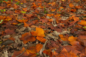 メイプルの落ち葉