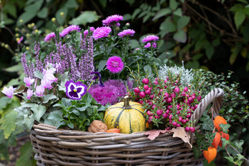 Fototapeta na wymiar Korb mit Herbstblumen in Pink und Lila und Kürbis
