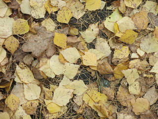 autumn yellow leaves on the road