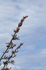 Neuseeland Flachs Pflanze