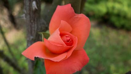 nature unraveling rose in the autumn park