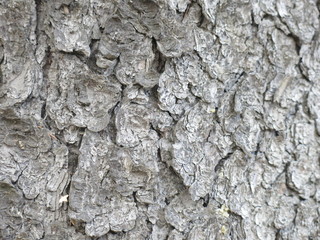 rough trunk of Christmas tree close up bark
