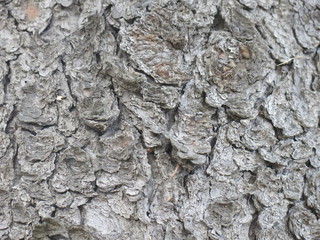 rough trunk of Christmas tree close up bark
