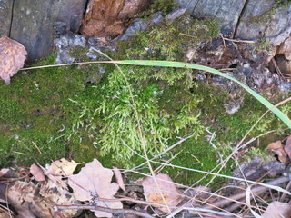 bright green moss on the stone